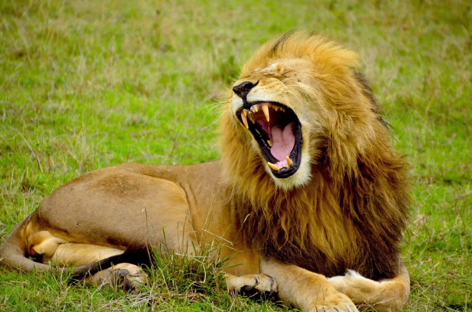 Every lion has a unique roar that can be tracked using AI